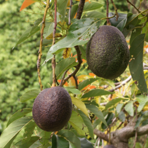Persea Americana - Avocado Plante Hass Type A (delvis selvpollinerende)