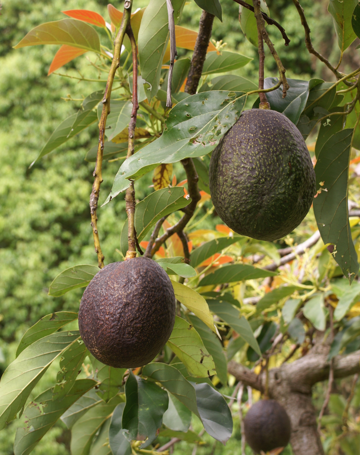 Persea Americana – Avocado Plante Hass Type A (delvis selvpollinerende)