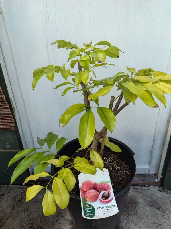 Lichi - Kwai Mai Pink - Bilde 2