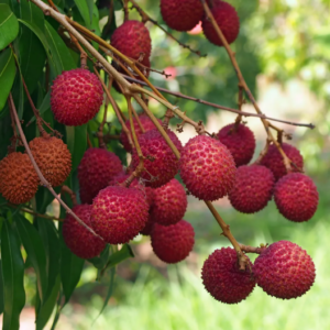 Lichi - Kwai Mai Pink