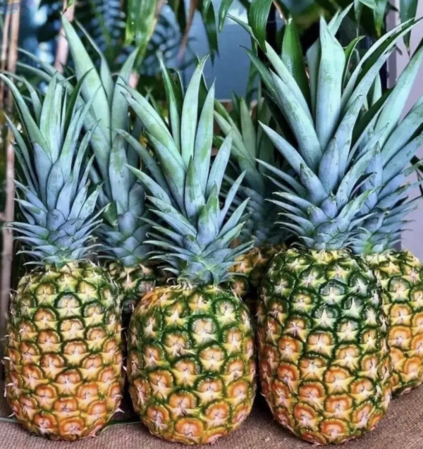 Ananas - MD-2 Del Monte ‘Gold Extra Sweet’ stor - Bilde 2