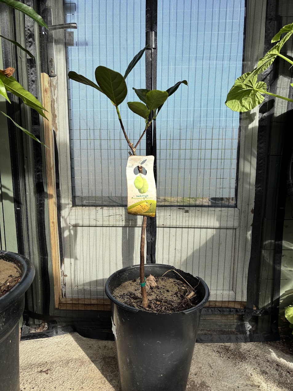 Podet Jackfrukt - Artocarpus heterophyllus Black Gold - Bilde 2
