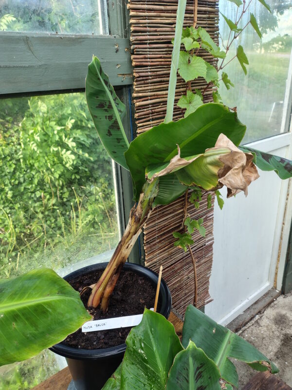 Banan - Musa cavendish 'Brier' - Bilde 2