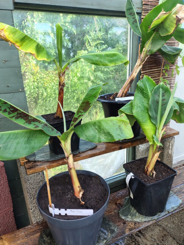 Banan - Musa cavendish 'Criolla' - Bilde 2