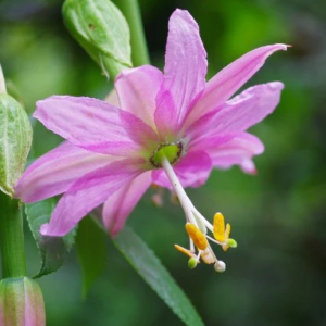Banan-pasjonsfrukt - Passiflora Mollissima Curuba