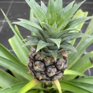 Ananas - MD-2 Del Monte ‘Gold Extra Sweet’ stikling