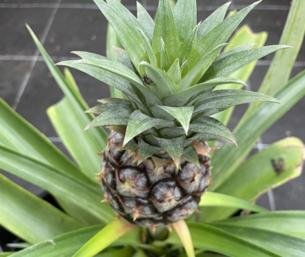 Ananas - MD-2 Del Monte ‘Gold Extra Sweet’ stor
