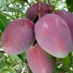 Podet Mango - Mangifera indica 'Irwin'