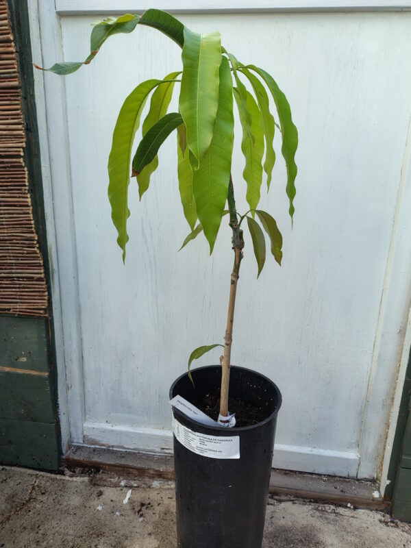 Podet Mango - Mangifera indica 'Irwin' - Bilde 2