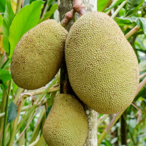 Podet Jackfrukt - Artocarpus heterophyllus Black Gold