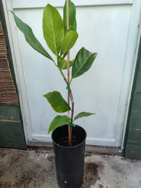 Podet Jackfrukt - Artocarpus heterophyllus Black Gold - Bilde 2