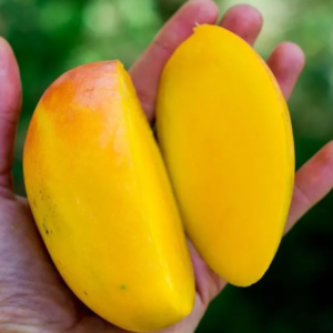 Podet Mango - Mangifera indica 'Lippens'