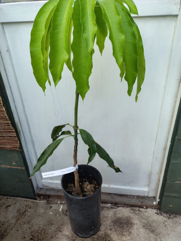 Podet Mango - Mangifera indica 'Lippens' - Bilde 2
