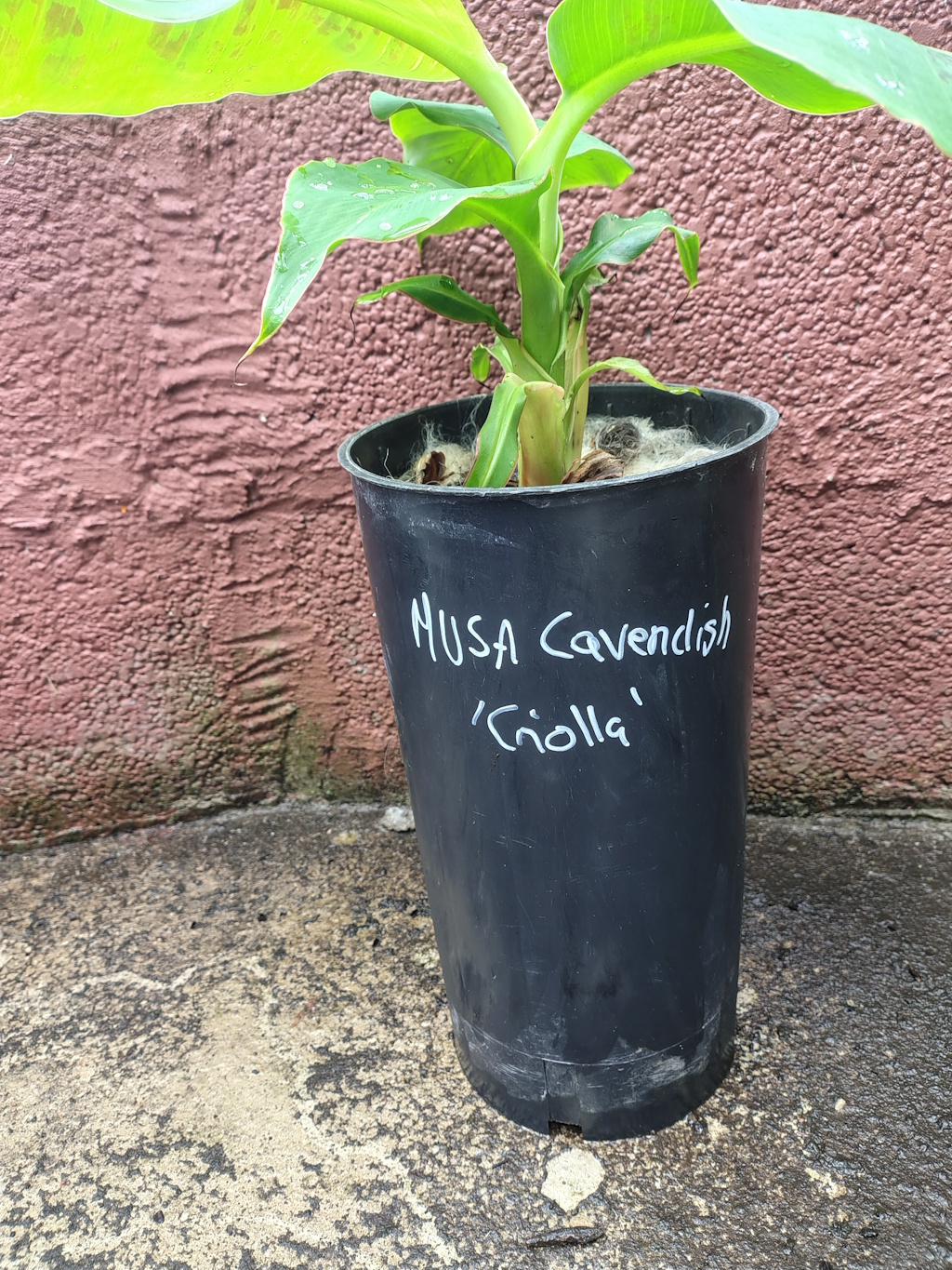 Banan - Musa cavendish 'Criolla' - Bilde 2