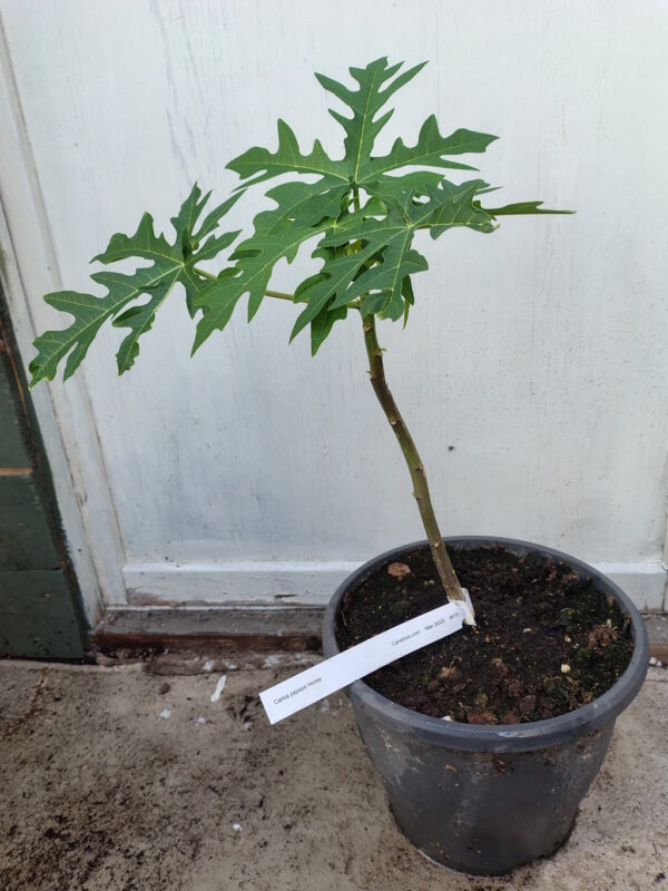 Papaya - Carica ‘Honey’ - Bilde 2