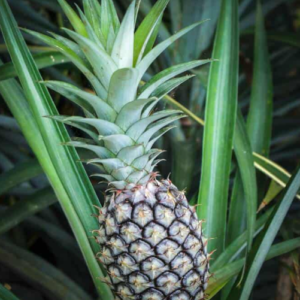 Ananas - MD-2 Del Monte ‘Gold Extra Sweet’