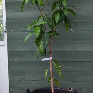 Podet Mango XL– Mangifera indica, Kensington Pride