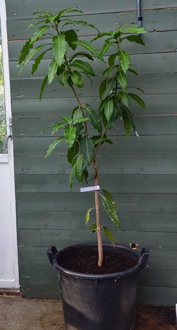 Podet Mango XL– Mangifera indica, Kensington Pride