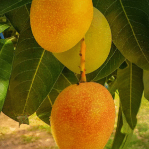 Podet Mango XL– Mangifera indica, Kensington Pride