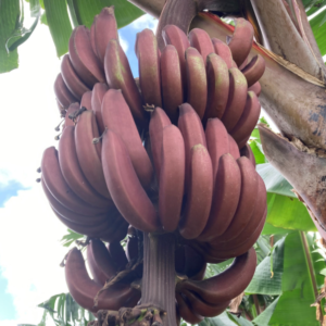 Musa 'Figue Rose Naine' - Dvergrød banan
