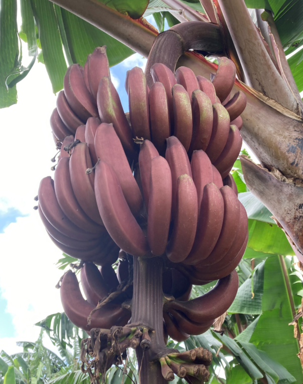 Musa 'Figue Rose Naine' - Dvergrød banan