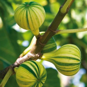 Ficus Carica - Panache