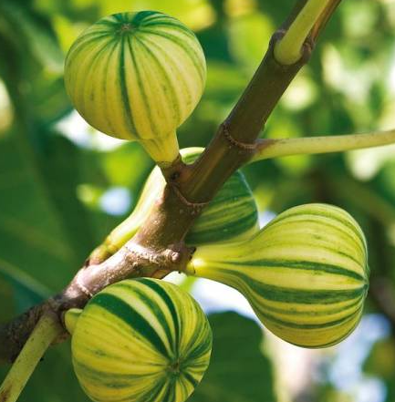 Ficus Carica - Panache