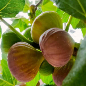 Ficus Carica - Eau Bonne