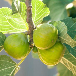 Ficus Carica - Praha