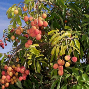 Lichi Early Large Red