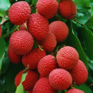 Lichi Kaimana