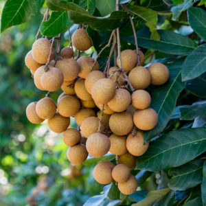 Longan