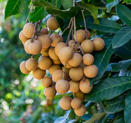 Longan