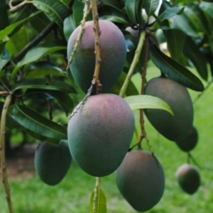 Mangifera Indica - Mango Keitt