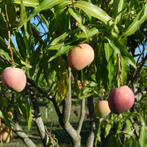 Mangifera Indica - Mango Torbert