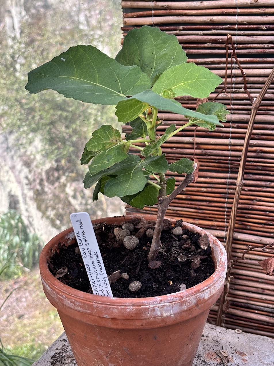 Ficus Carica - Eau Bonne - Bilde 2