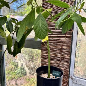Persea Avocado -  Podet Hass og Fuerte