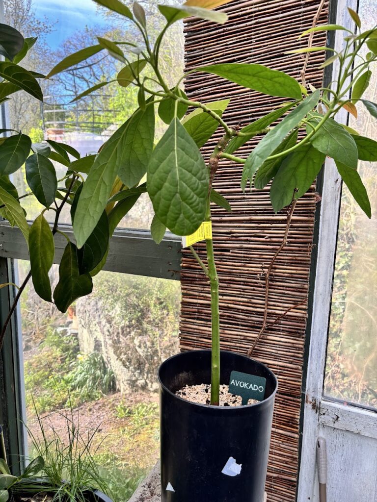 Persea Avocado -  Podet Hass og Fuerte