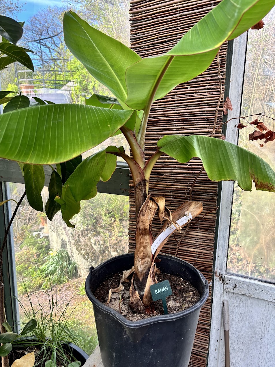 Musa 'Figue Rose Naine' - Dvergrød banan - Bilde 2