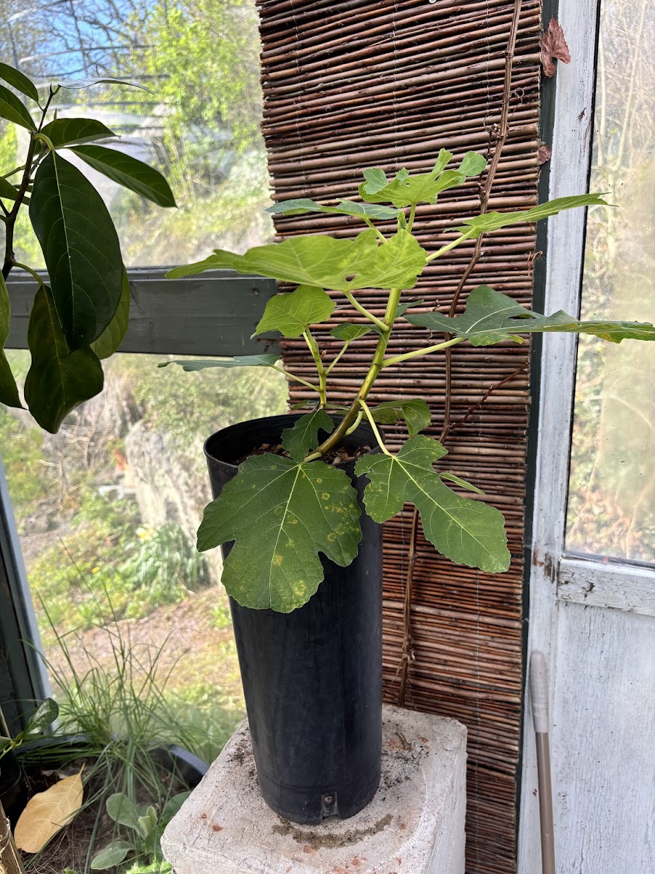 Ficus Carica - Panache - Bilde 2