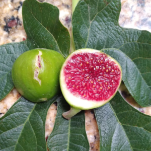 Ficus Carica - White Madeira