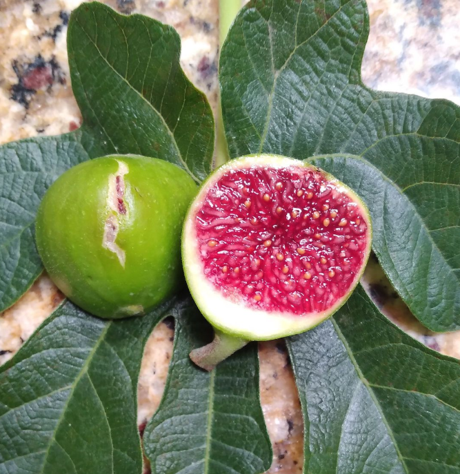 Ficus Carica - White Madeira