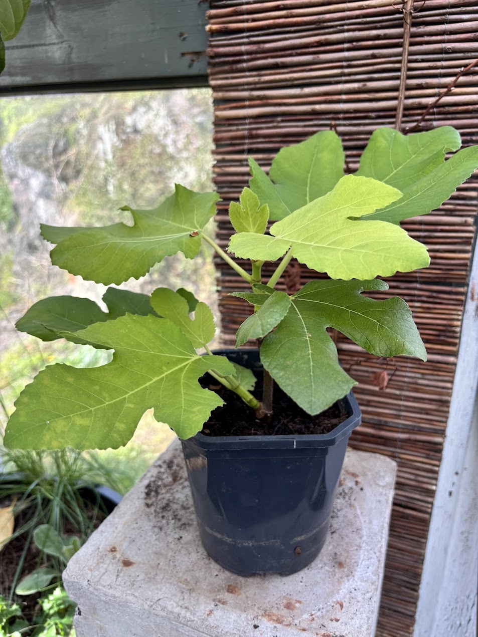 Ficus Carica - White Madeira - Bilde 2